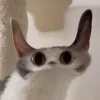 Meepcat