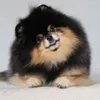 Mocha Pom