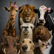 Animals In Crisis Wallet