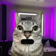 Portafoglio MEOWTINE