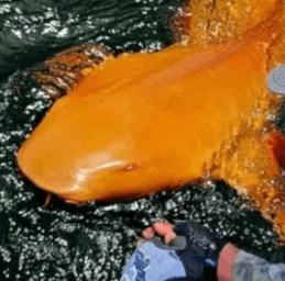 CREAMSICLE