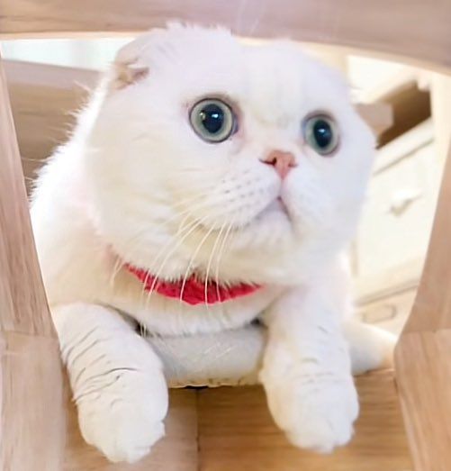 ERDOU CHINESE CAT