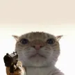 ‌Ví Staring Cat