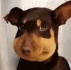 Bee Dog