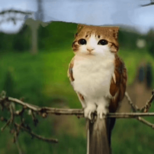 MEOWL