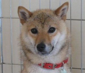 WAKO