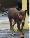 The Cloned Dog