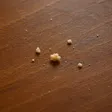 Crumbs Wallet