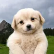 ‌Ví Gaejook The Puppy