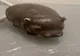 PIPOTAM