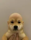 DogWifoutHat