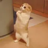 Lolcat