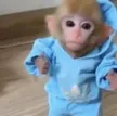 monke Wallet