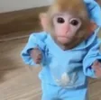 monke 钱包