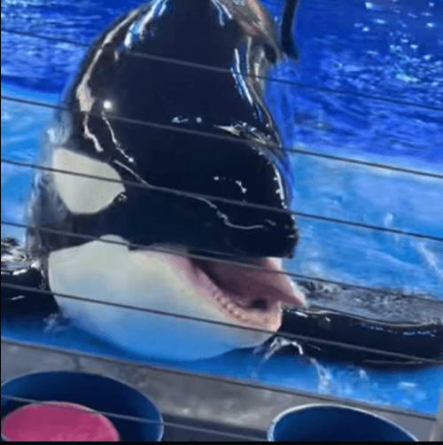 WHORCA