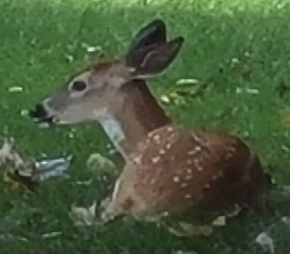 Deer Seized by US Government