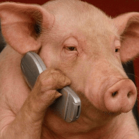PIGPHONE