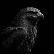 The Hawk 钱包